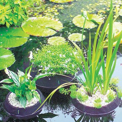 How to repot a pond plant Content 1 Image 2