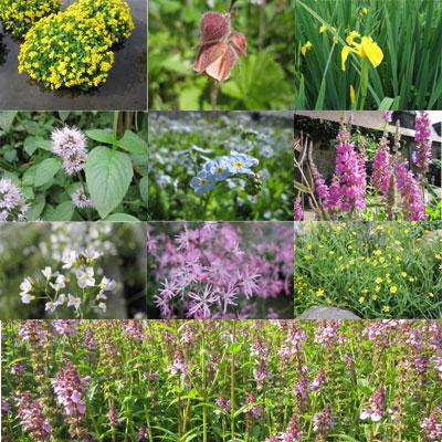 Anglo Aquatic Wildlife Marginal Plants (6 x 9cm Pots, PLEASE ALLOW 2-9 WORKING DAYS FOR DELIVERY) Thumbnail Image