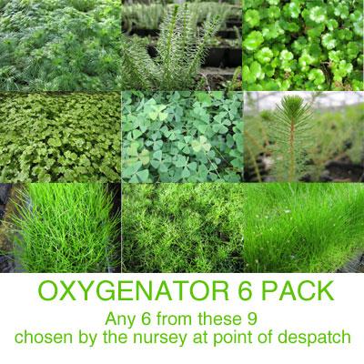 Anglo Aquatic Oxygenator Plants (6 x 9cm Pots, PLEASE ALLOW 2-9 WORKING DAYS FOR DELIVERY) Thumbnail Image