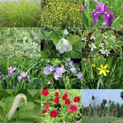 Anglo Aquatic Ornamental Marginal Plants (6 x 9cm Pots, PLEASE ALLOW 2-9 WORKING DAYS FOR DELIVERY) Thumbnail Image