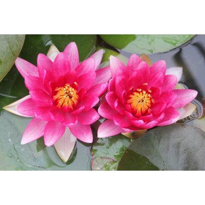 Anglo Aquatic 1L Red 'Attraction' Nymphaea Lily (PLEASE ALLOW 2-9 WORKING DAYS FOR DELIVERY) Thumbnail Image