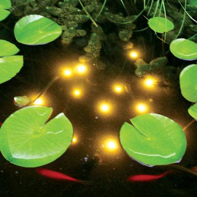 Your Pond at Night Content 1 Image 2