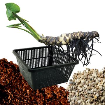 Moerings Nymphaea Lily Pond Plant in a Basket (White) Gallery Image