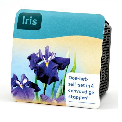 Moerings Iris Pond Plant in a Basket (Purple, x2) Thumbnail Image