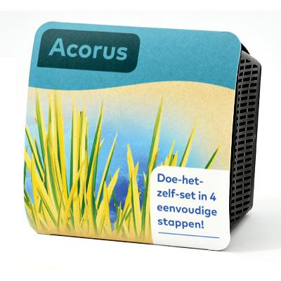 Moerings Acorus Pond Plant in a Basket (x2) Thumbnail Image