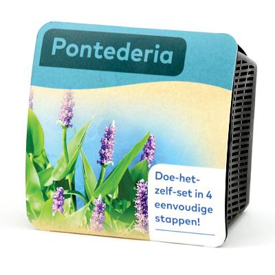 Moerings Pontederia Pond Plant in a Basket (x2) Thumbnail Image