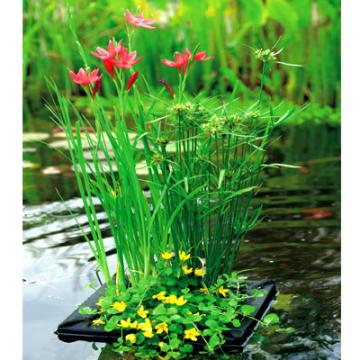 Moerings Floating Pond Planter with Three Pond Plants Gallery Image