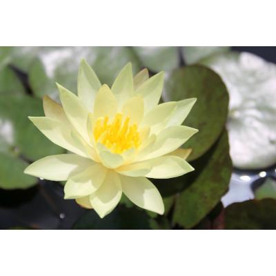 Anglo Aquatic 1L Yellow 'Odorata Sulphurea' Nymphaea Lily (PLEASE ALLOW 2-9 WORKING DAYS FOR DELIVERY) Thumbnail Image