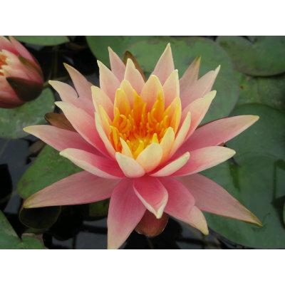 Anglo Aquatic 1L Pink 'Colorado' Nymphea Lily (PLEASE ALLOW 2-9 WORKING DAYS FOR DELIVERY) Thumbnail Image