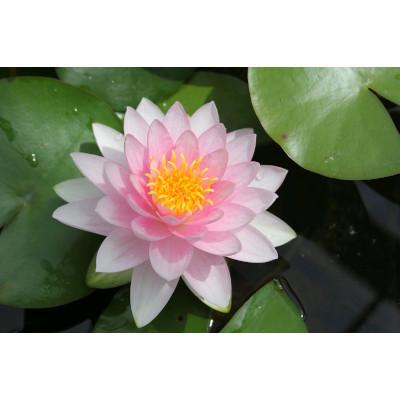 Anglo Aquatic 1L Pink 'Darwin (Hollandia)' Nymphaea Lily (PLEASE ALLOW 2-9 WORKING DAYS FOR DELIVERY) Thumbnail Image