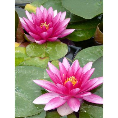 Anglo Aquatic 3L Red 'Charles De Meurville' Nymphaea Lily (PLEASE ALLOW 2-9 WORKING DAYS FOR DELIVERY) Thumbnail Image