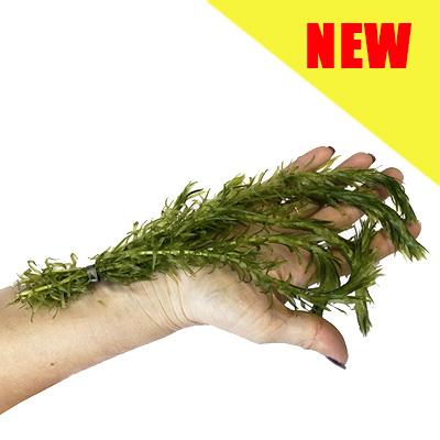 Elodea Densa Pond Oxygenating Plant Bunch (1 Bunch, 5 Stems) Thumbnail Image