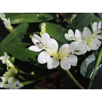 Anglo Aquatic 1L White 'Aponogeton Distachyos' (Water Hawthorn) Deep Water Plant (PLEASE ALLOW 2-9 WORKING DAYS FOR DELIVERY) Thumbnail Image