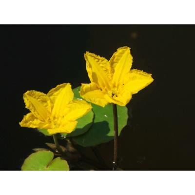 Anglo Aquatic 1L Yellow 'Nymphoides Peltata' (Fringed Water Lily) Deep Water Plant (PLEASE ALLOW 2-9 WORKING DAYS FOR DELIVERY) Thumbnail Image