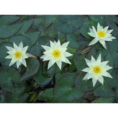 Anglo Aquatic Yellow 1L 'Pygmaea Helvola' Lily (PLEASE ALLOW 2-9 WORKING DAYS FOR DELIVERY) Thumbnail Image