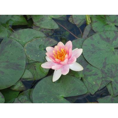 Anglo Aquatic 1L Changeable 'Aurora' Nymphaea Lily (PLEASE ALLOW 2-9 WORKING DAYS FOR DELIVERY) Thumbnail Image