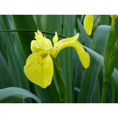 Anglo Aquatic 1L Yellow 'Iris Pseudacorus' (PLEASE ALLOW 2-9 WORKING DAYS FOR DELIVERY) Thumbnail Image