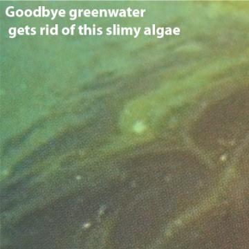 Nishikoi Goodbye Green Water (8 Week Treatment) Gallery Image