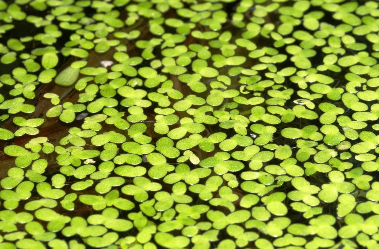 Duckweed: How to Remove and Prevent it Content 1 Image 1