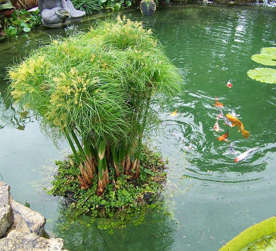 Organising Pond Plants Content 2 Image 1