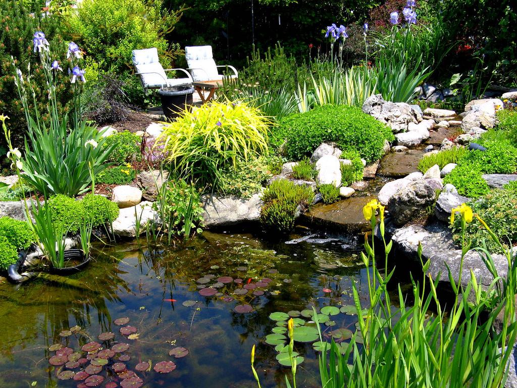 June and July Pond Care Content 1 Image 1