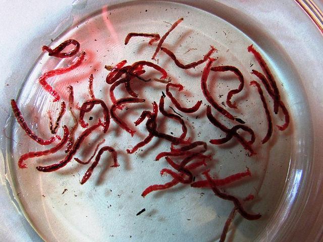 Bloodworms Content 1 Image 1