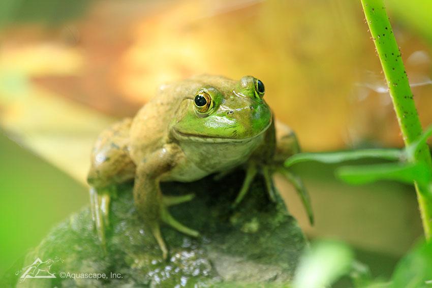 Importance of Ponds to the Environment Content 1 Image 1