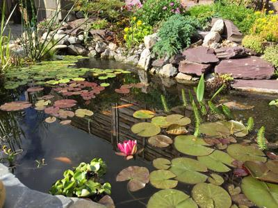 garden pond2