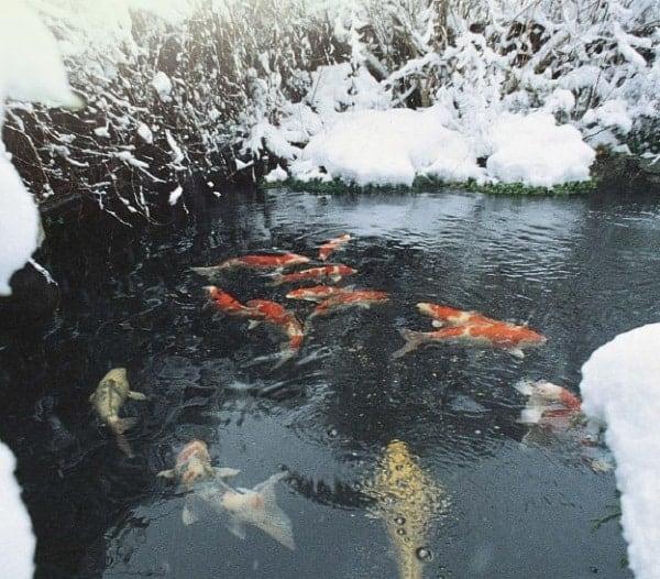 What to do if your pond freezes over Content 1 Image 1