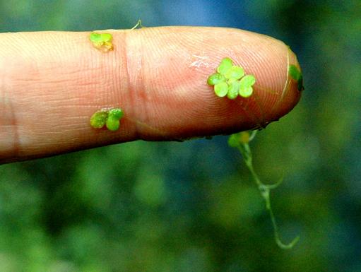 Duckweed: Friend or Foe? Content 1 Image 2