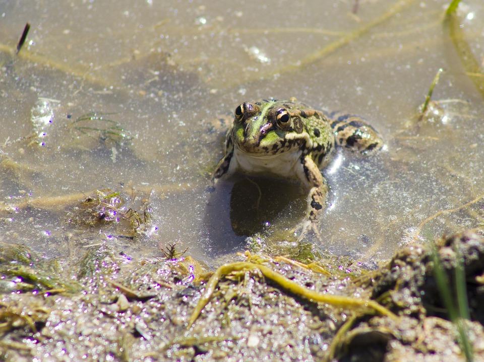 Pond Cleaning Content 1 Image 1