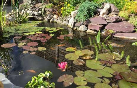 pond with lily pads