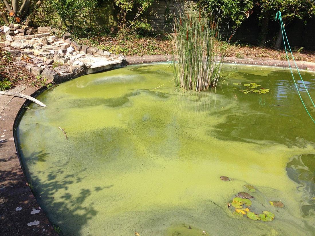 Signs of Low Oxygen in Ponds Content 1 Image 1