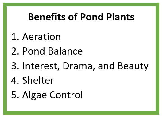 5 Benefits of Pond Plants Content 1 Image 1