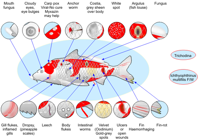 Diagnosing Your Fish Content 1 Image 1