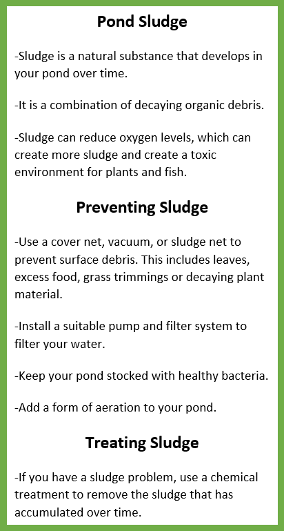 Pond Sludge: How to Prevent and Treat It Content 1 Image 1