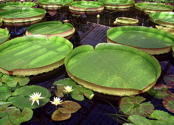 Aerating Your Pond In Summer Content 1 Image 1