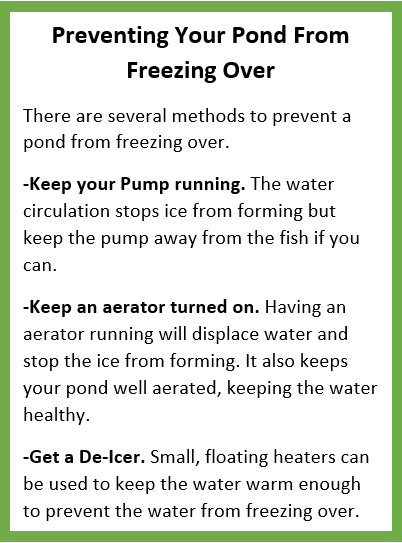 Seasonal Pond Maintenance Guide Content 1 Image 1