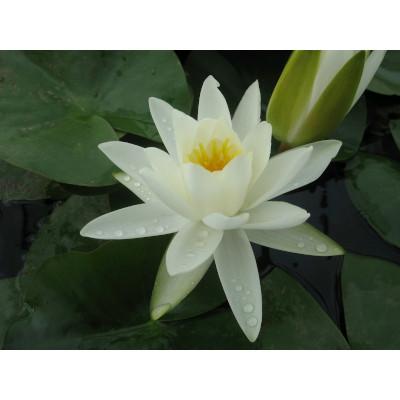 Anglo Aquatic White Alba Nymphaea Lily