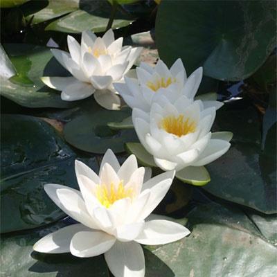 Anglo Aquatic White Virginalis Nymphaea Lily