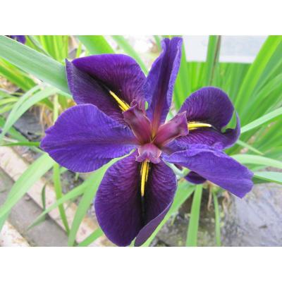 Anglo Aquatic 3L Purple Iris Louisiana 'Black Gamecock' (PLEASE ALLOW 2-9 WORKING DAYS FOR DELIVERY) Thumbnail Image