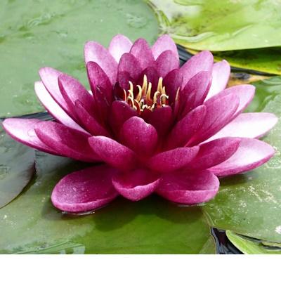 Anglo Aquatic 3L Almost Black Nymphaea Lily (PLEASE ALLOW 2-9 WORKING DAYS FOR DELIVERY) Thumbnail Image