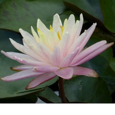 Anglo Aquatic Barbara Dobbins Yellow Nymphaea Lily 3L (PLEASE ALLOW 2-9 WORKING DAYS FOR DELIVERY) Thumbnail Image