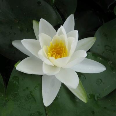 Anglo Aquatic Gladstoniana Nymphaea Lily 3L (PLEASE ALLOW 2-9 WORKING DAYS FOR DELIVERY) Thumbnail Image