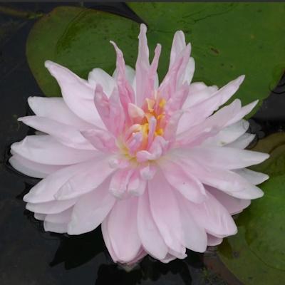 Anglo Aquatic Gloire Lily Nymphaea 3L (PLEASE ALLOW 2-9 WORKING DAYS FOR DELIVERY) Thumbnail Image