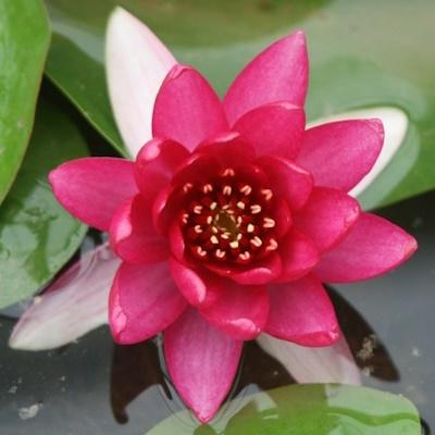 Anglo Aquatic Liou Nymphaea Lily 2L (UNAVAILABLE UNTIL 2025) Thumbnail Image