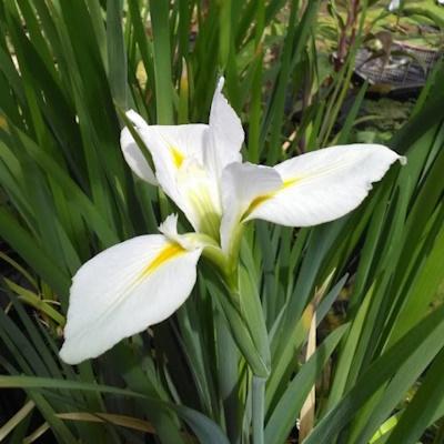 Anglo Aquatic Louisiana 'Her Highness' Iris 3L (PLEASE ALLOW 2-9 WORKING DAYS FOR DELIVERY) Thumbnail Image