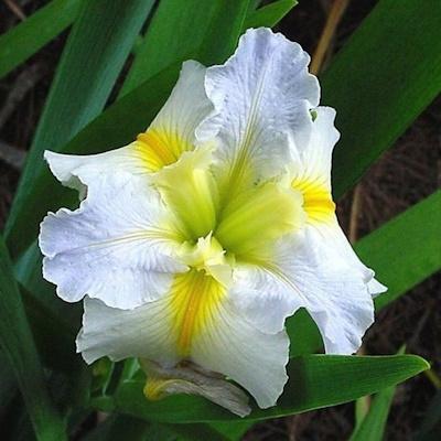 Anglo Aquatic Louisiana 'Hush Money' Iris 3L (UNAVAILABLE UNTIL 2025) Thumbnail Image