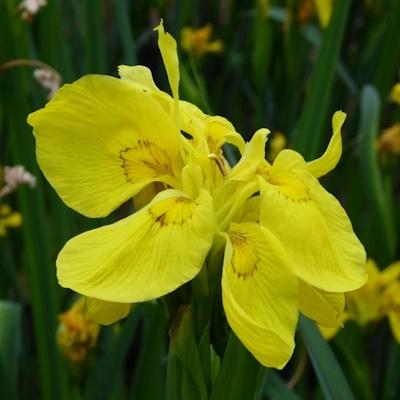 Anglo Aquatic Pseudacorus 'Flore Pleno' Iris 3L (PLEASE ALLOW 2-9 WORKING DAYS FOR DELIVERY) Thumbnail Image