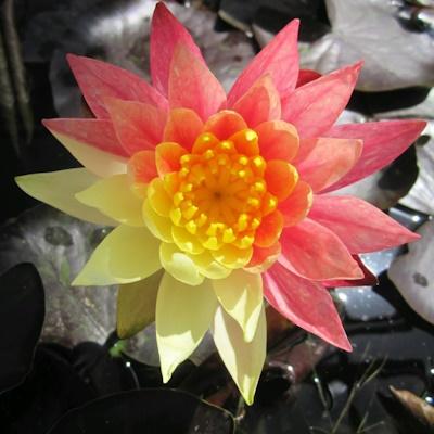 Anglo Aquatic N. Wanvisa Premium Nymphaea Lily 3L (PLEASE ALLOW 2-9 WORKING DAYS FOR DELIVERY) Thumbnail Image